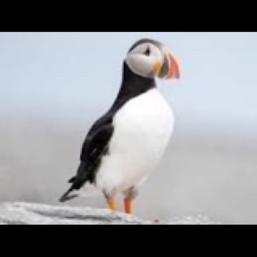 Meet your Posher, Isabel